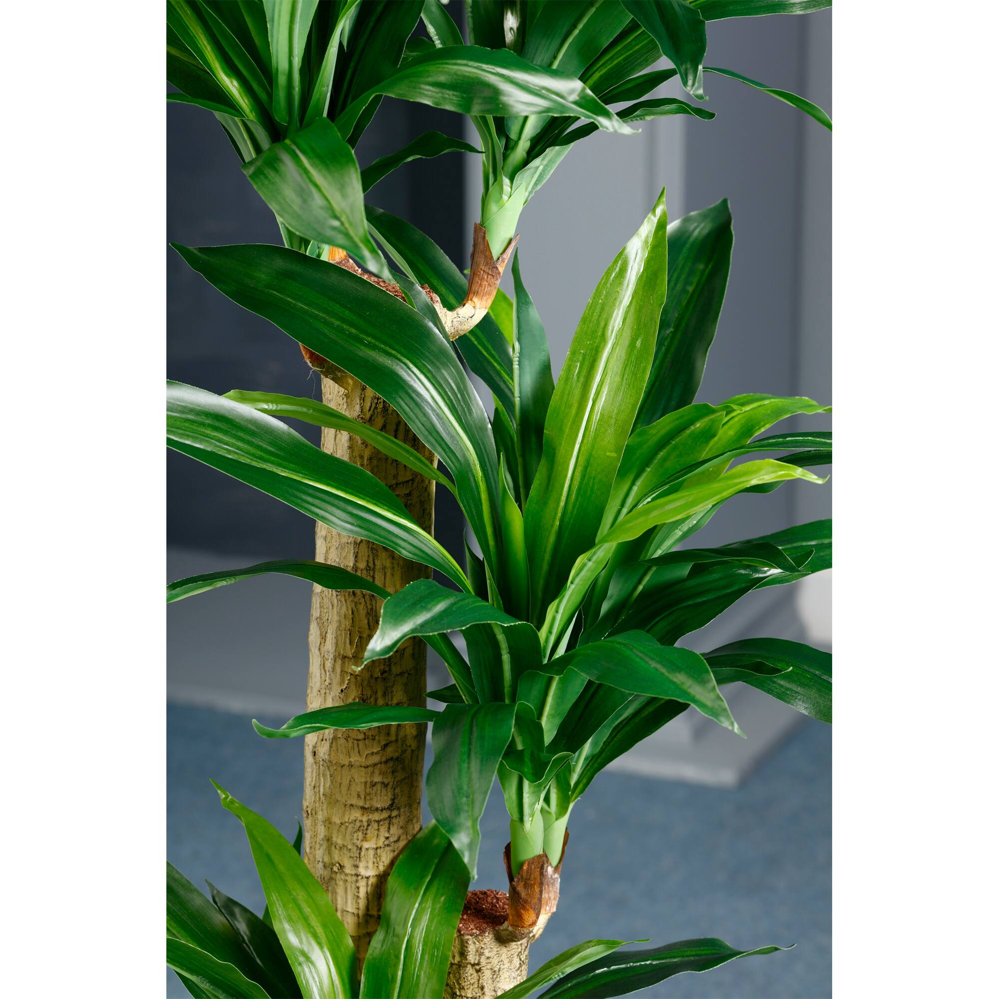 5 Ft. Tropical Dracaena Tree